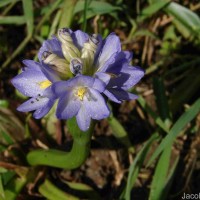 Pontederia hastata L.